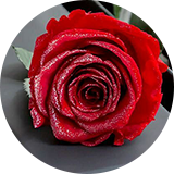 ブライトレッド