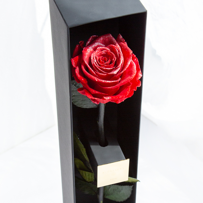 ザ･ワンスペシャルエディション